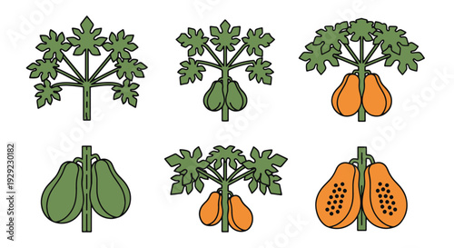 Papaya tree Line art clean dynamic style vector