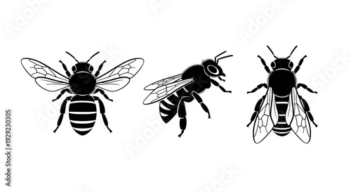 Honey Bee Vector Collection - Minimalist Black and White Insect Illustrations
