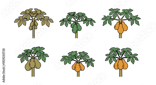 Papaya tree Line art modern abstract color illustration
