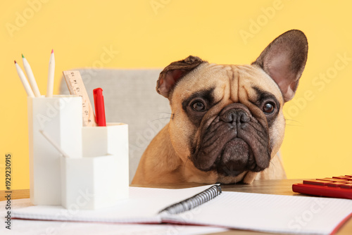 Funny French bulldog with o...