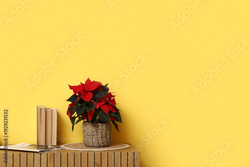 Christmas plant poinsettia ...