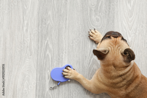 French bulldog with lead on...