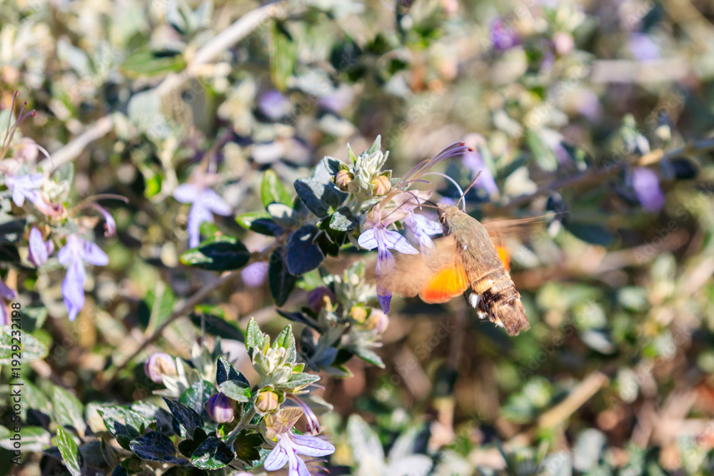 Naklejka premium Hummingbird hawk-moth (Macroglossum stellatarum) feeding nectar from the tree germander or shrubby germander (Teucrium fruticans)