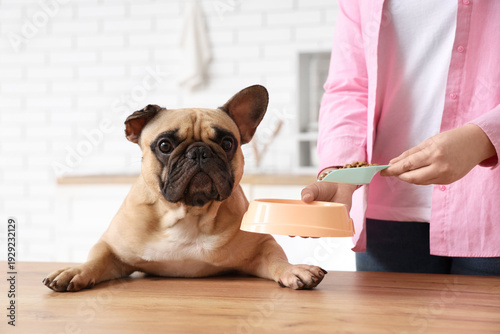 French bulldog and woman po...