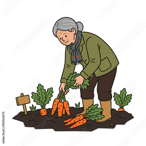 Elderly woman harvesting fresh carrots in vegetable garden organic farming lifestyle concept
