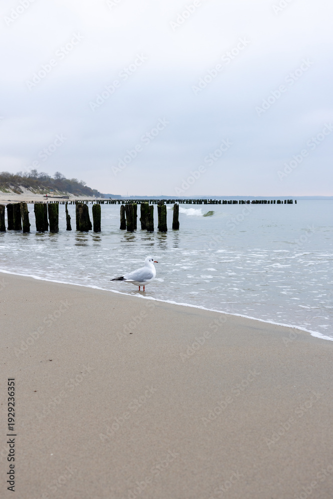 Fototapeta premium Seagull standing on sandy beach near wooden groynes by sea under overcast sky