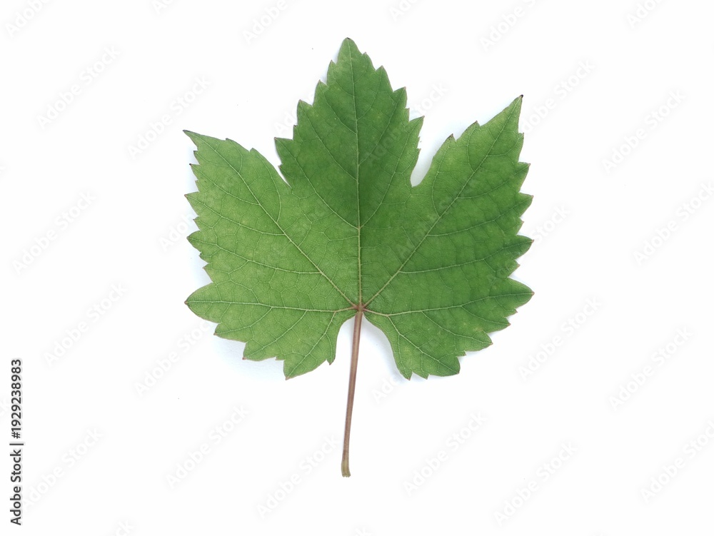 Fototapeta premium Green grape leaf isolated on white background. Perfect for viticulture, wine industry, and nature-themed designs