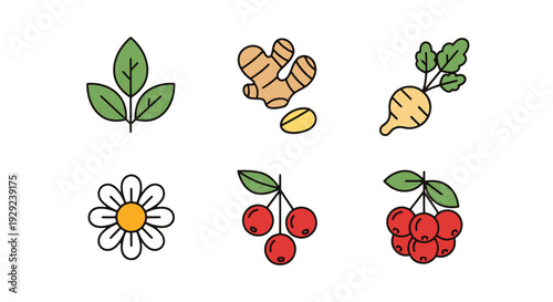 Nutrient Herb Line abstract clean style illustration