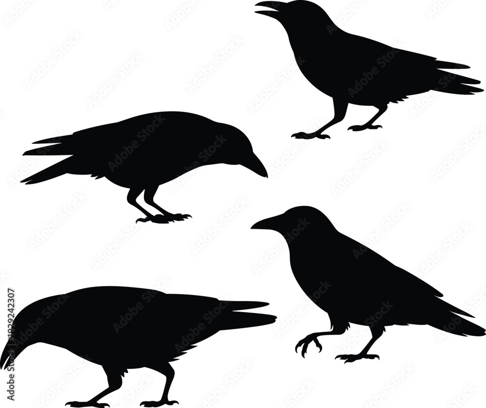 Fototapeta premium Crow silhouettes set black birds raven poses isolated vector illustration wildlife collection nature graphic design