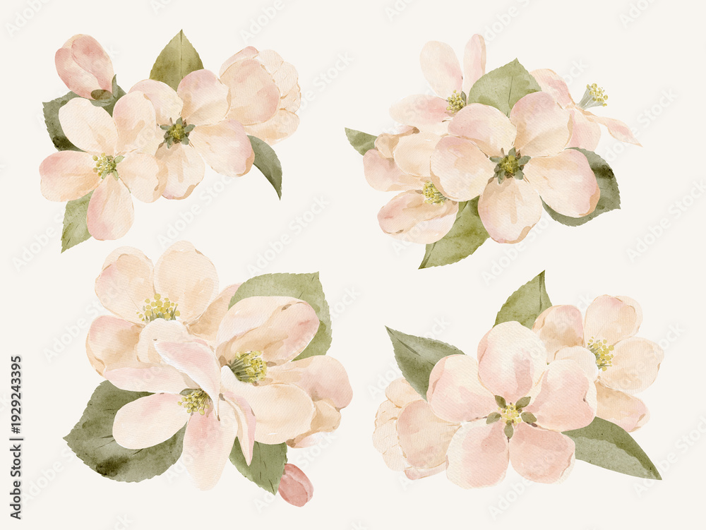 Fototapeta premium Watercolor apple blossom arrangements in soft airy pastel shades. Hand painted floral compositions isolated for elegant decorative projects.