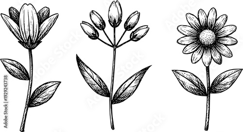 Hand Drawn Botanical of Flowers and Buds White Background nature plant
