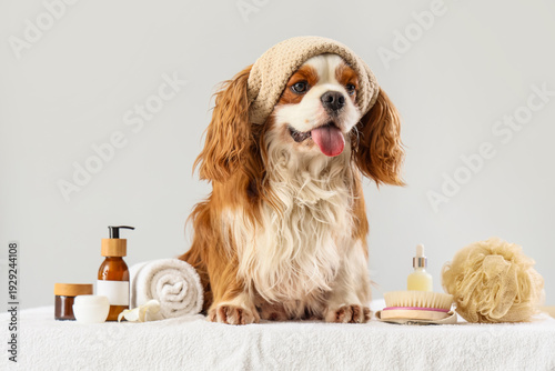 Cute cavalier King Charles ...