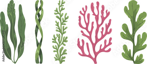 Smooth outline illustration of underwater greenery, colorful sea plants, red and green algae collection, natural healthy edible marine vegetation
