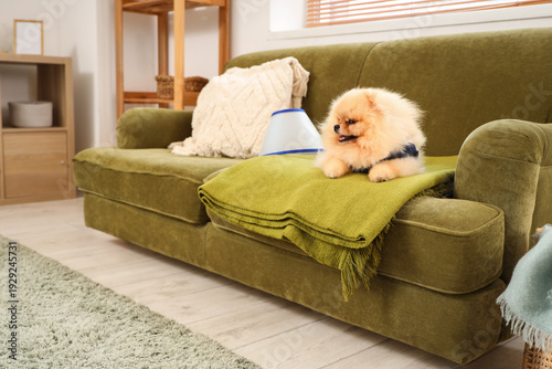 Canvastavla Cute Pomeranian dog in recovery suit after sterilization lying on sofa at home