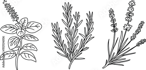 Black and white botanical line art illustration, basil rosemary lavender flowers, hand drawn vintage engraving style, minimalist herbal outline artwork