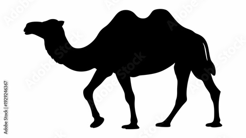 Majestic camel silhouette walking in desert landscape