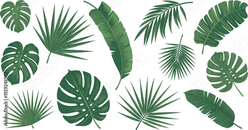 Tropical palm leaves collection, monstera banana and exotic foliage set, flat botanical vector illustration isolated on white