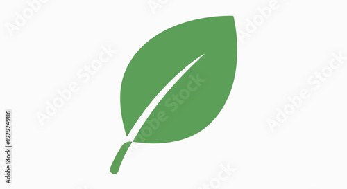 A single green leaf with a prominent white central vein