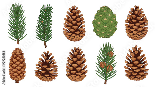 Assortment of different pine cones and evergreen conifer branches for winter nature and holiday decorations.