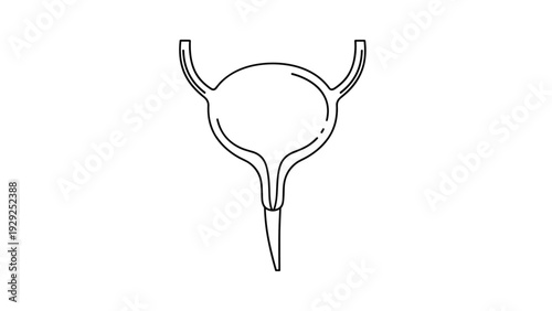 Anatomical line drawing of a human urinary bladder with the ureters and urethra shown in a clean medical diagram style.