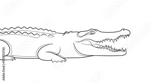 Crocodile Illustration Side View Black White.