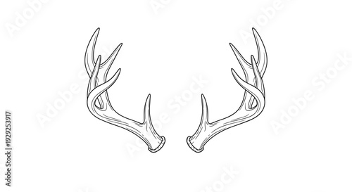 Deer Antlers Illustration on White Background.