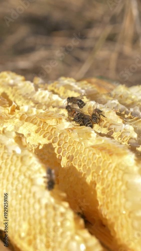 Close-Up Honey in Wild Apiary with Bees in Spring After Surviving Winter