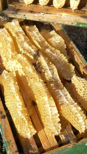 Close-Up Honey in Wild Apiary with Bees in Spring After Surviving Winter