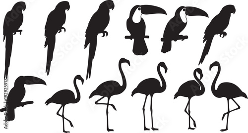 Set of 12 Tropical Bird Silhouettes Vector isolated PNG with Transparent Background