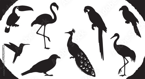 Set of 8 Black Bird Silhouettes Vector isolated PNG with Transparent Background