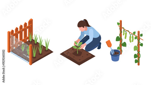 isometric gardening scene with woman planting seedling vegetable garden plot and climbing plants with tools