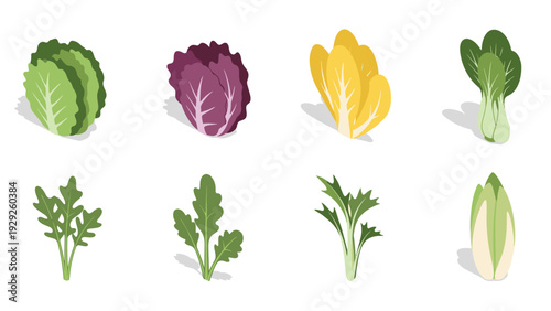 set of eight hand drawn colorful leafy vegetables isolated on white background