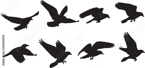 Set of 8 Flying Bird Silhouettes Vector isolated PNG with Transparent Background
