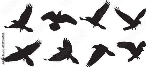 Set of 8 Flying Crow Bird Silhouettes Vector isolated PNG with Transparent Background