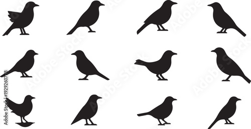 Set of 12 Black Bird Silhouettes Vector isolated PNG with Transparent Background