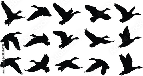 Flying, duck, silhouette, set, mallard, bird, flock, wildlife, nature, hunting, waterfowl, goose, wing, flight, icon, logo, animal, collection, vector, illustration, isolated, black, graphic