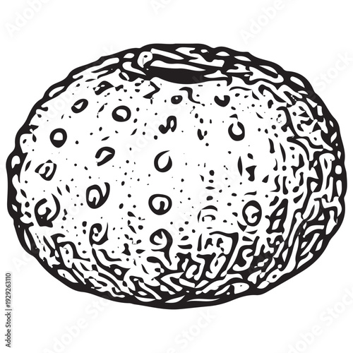 Vintage Sea Urchin Engraving Illustration Marine Ocean Echinoderm Sea Life Element