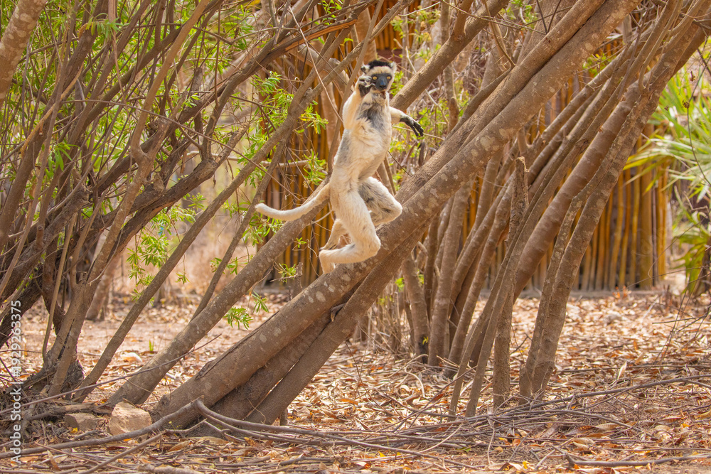 Fototapeta premium Sifaka lemur Propithecus verreauxi Madagascar nature