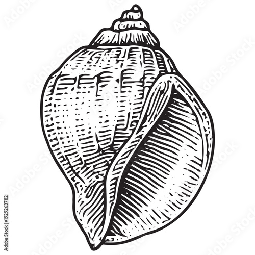 Vintage Spiral Sea Shell Engraving Illustration Nautical Ocean Marine Element