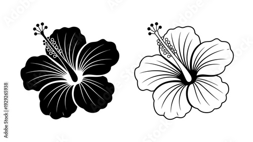 Two black and white hibiscus flowers with detailed stamens and petals  floral illustrations