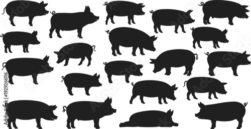 Pig silhouettes collection, standing, walking, lying, curled tails, snouts, ears, farm animal poses, livestock vector illustration, agricultural design