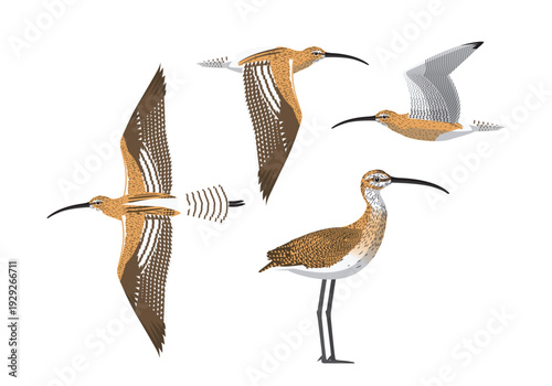 Schilderij op canvas Eurasian Curlew Bird Cartoon Vector