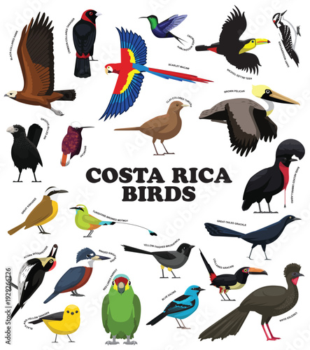 Costa Rica Birds With Names Set Cartoon Vector