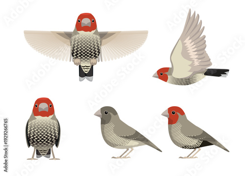 Red-Headed Finch Bird Various Poses Cartoon Vector Character