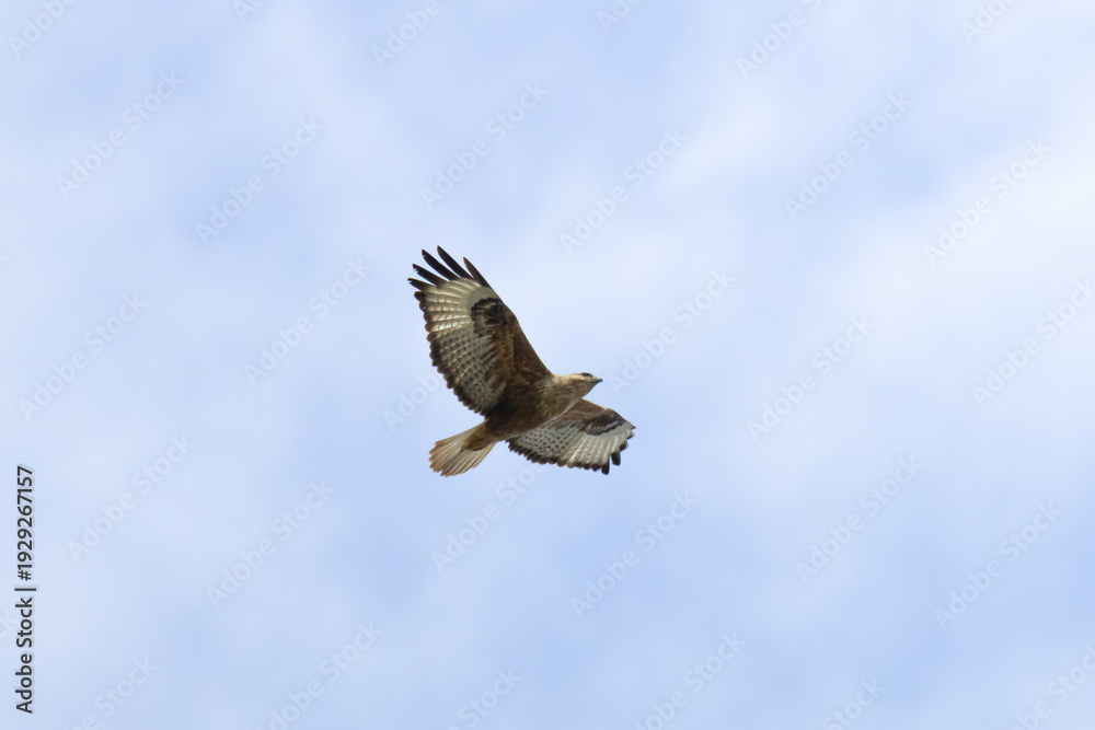 Obraz premium Long-legged Buzzard (Buteo rufinus) flying in a cloudy sky in Cyprus