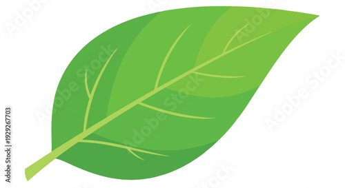A vibrant, detailed illustration of a green leaf