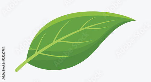 A vibrant, detailed illustration of a single green leaf