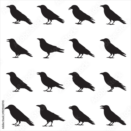 Crow and Raven Silhouette Vector Set Unique Bird Poses for Graphic