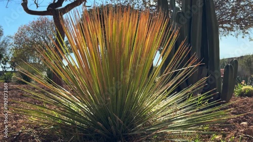 A close-up of a sotol growing in a botanical garden in Malta. The plant features long thin spiky leaves swaying in a light breeze under the backlighting of the bright sun.