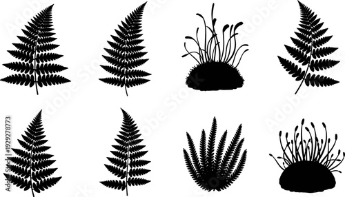 Collection of black fern leaf silhouettes and mossy plant illustrations on white background